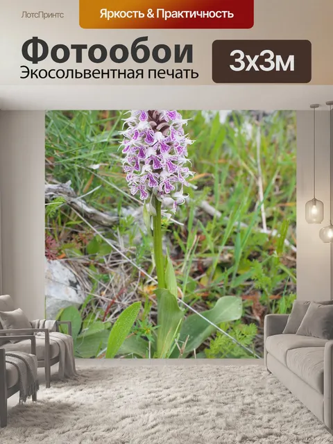 Фотообои Молочно-белая орхидея