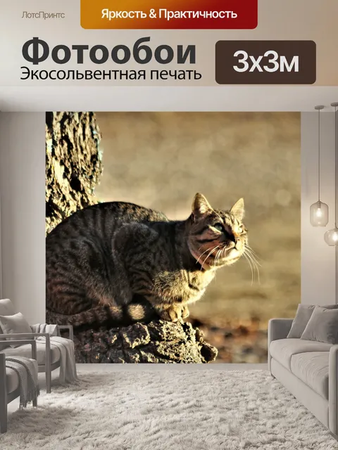 Фотообои Серебряный полосатый кот, наблюдающий за