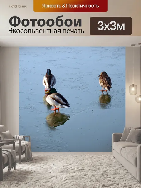 Фотообои Утки