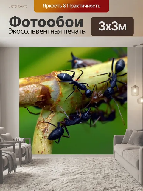 Фотообои Черный муравей