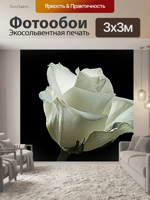 Фотообои Белая роза
