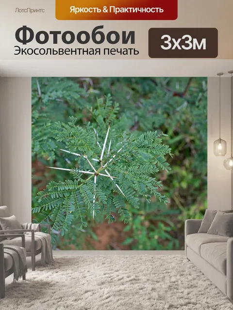 Фотообои дерево акации с длинными белыми шипами
