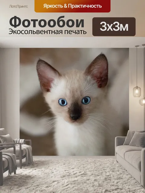 Фотообои Сиамская кошка