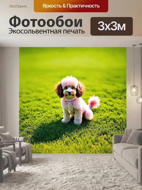 Фотообои миниатюрный пудель, величественно сидящий на ярком зеленом газоне, покрытом солнечными бликами