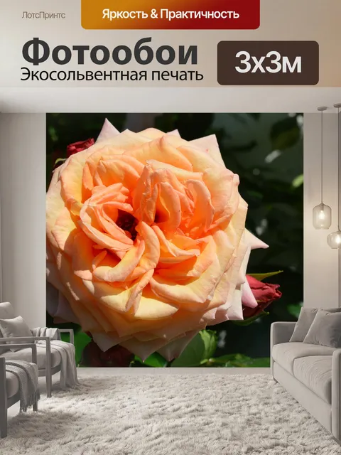 Фотообои Роза
