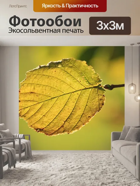 Фотообои Бук