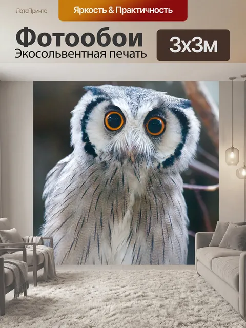 Фотообои Южный белолицыми сова