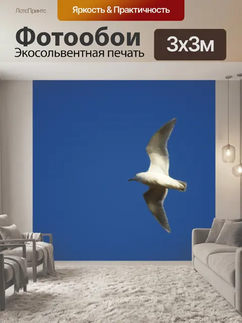 Фотообои Чайка