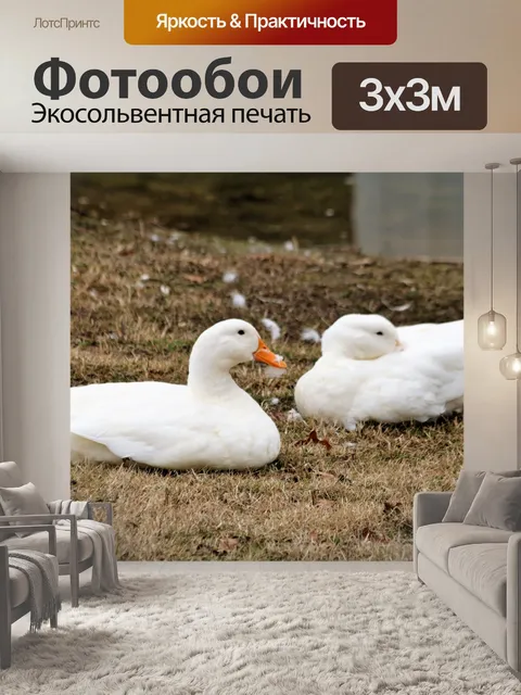 Фотообои Две белые утки, лежащие в траве