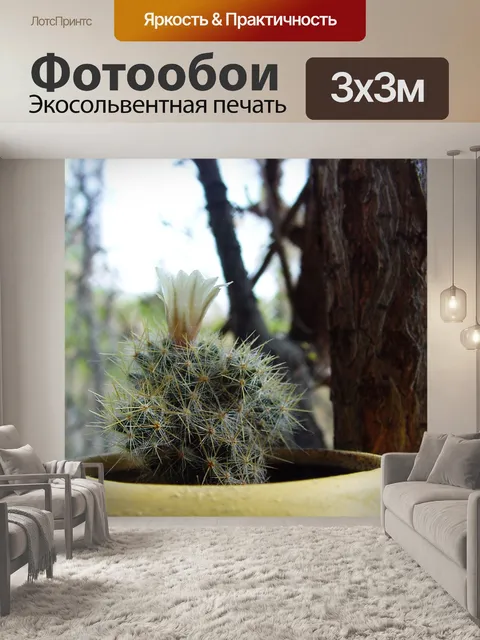 Фотообои Кактус