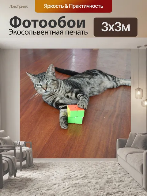 Фотообои Кот