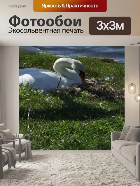 Фотообои Лебедь