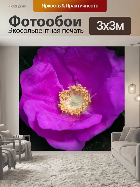 Фотообои Морщинистая роза, цветок, роза Ругоза
