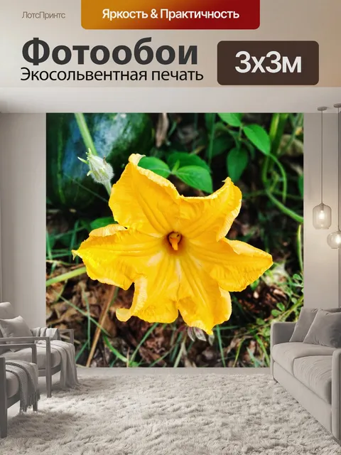Фотообои Тыква максима
