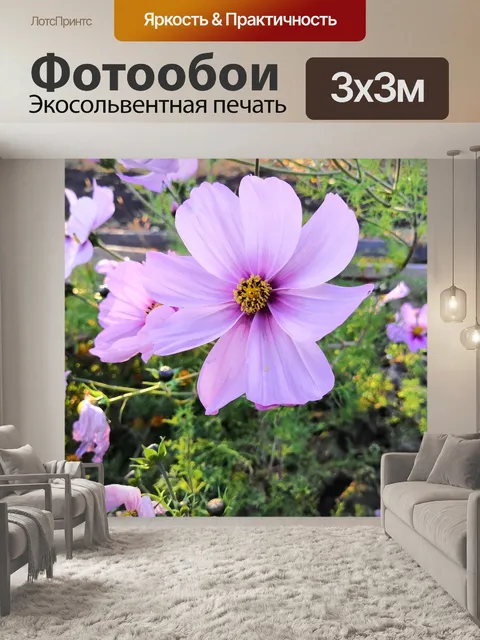 Фотообои Космея