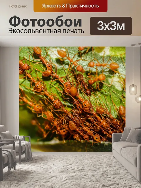 Фотообои Красные муравьи