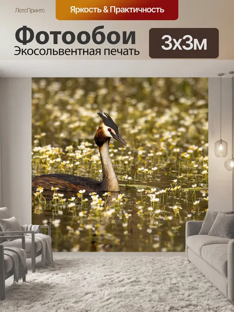 Фотообои Большая хохлатая поганка