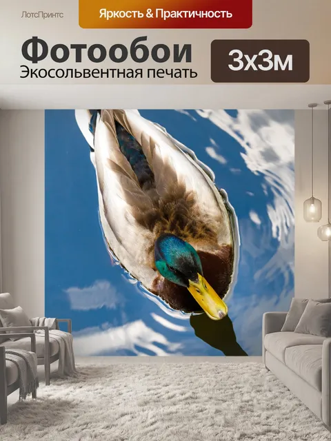 Фотообои утка сверху