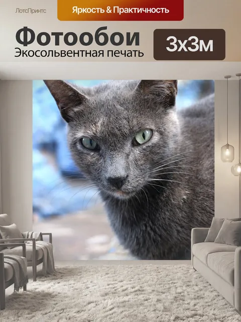 Фотообои Кот