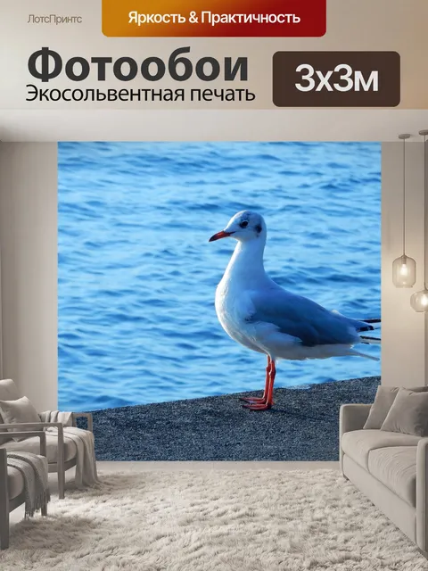 Фотообои Чайка