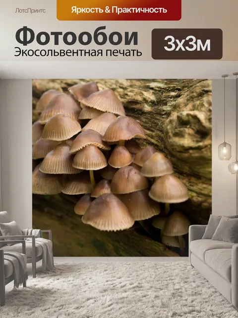 Фотообои Гриб