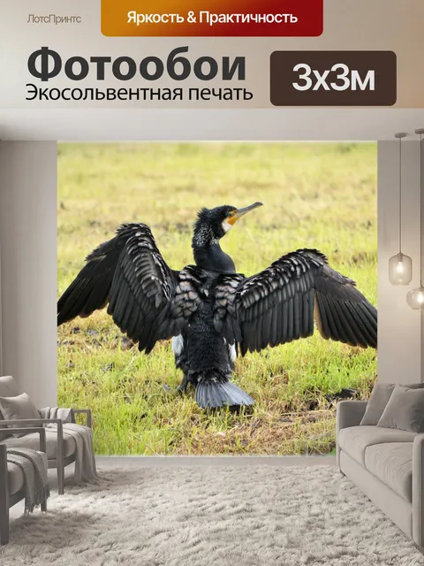 Фотообои Большой баклан