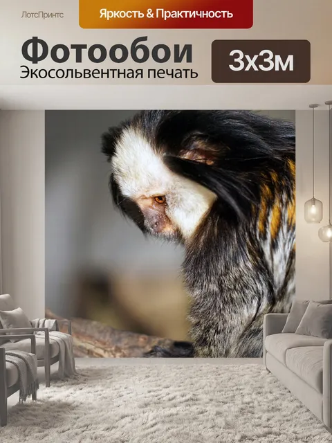 Фотообои Белолицая шелковая обезьяна