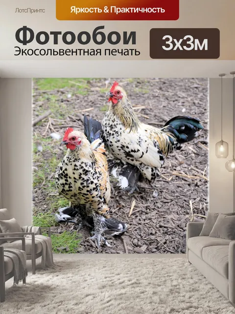 Фотообои Куры 03