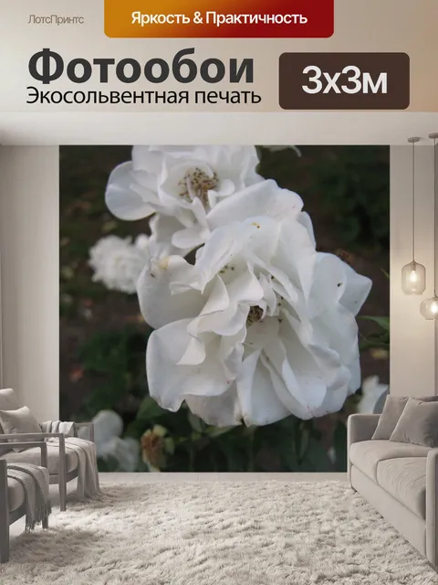 Фотообои Белая роза