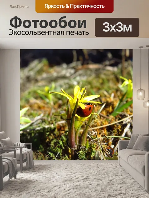 Фотообои Божья коровка