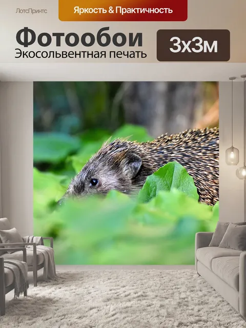 Фотообои Ежик