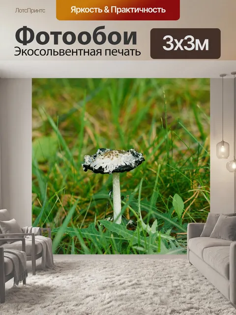 Фотообои Гриб