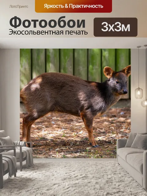 Фотообои Самый маленький олень в мире