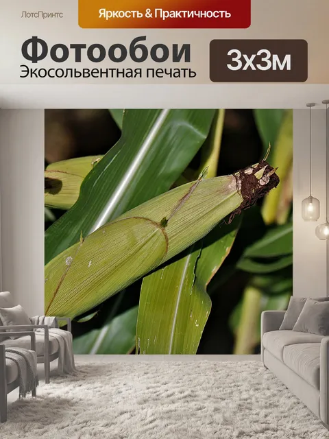 Фотообои Кукуруза