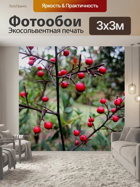 Фотообои красных ягод, на святой бамбука