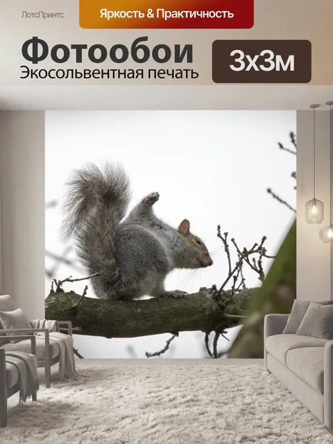 Фотообои Серые Белки Sciurus carolinensis