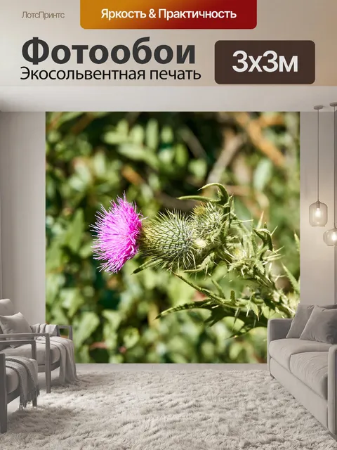 Фотообои Чертополох