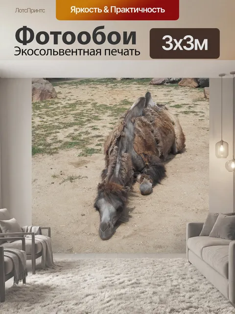 Фотообои Верблюд