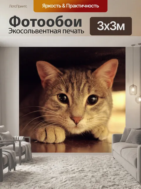 Фотообои Серый кот