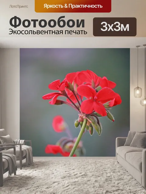 Фотообои красный цветок герани