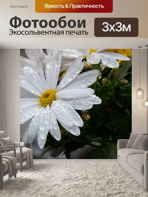 Фотообои Белый цветок, японская хризантема