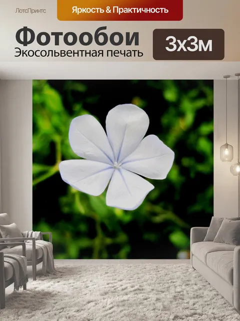 Фотообои один цветок графит