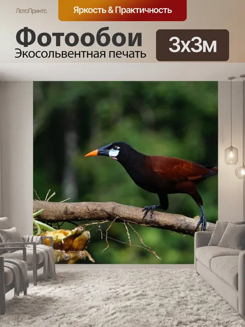 Фотообои Монтесума оропендола