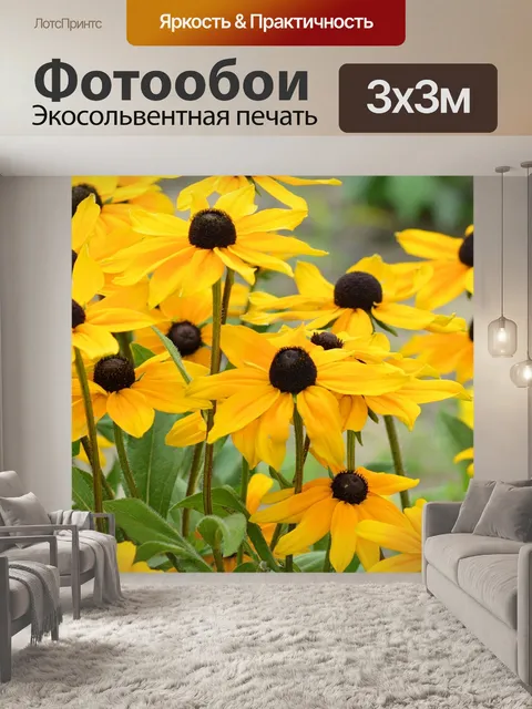 Фотообои Эхинацеи
