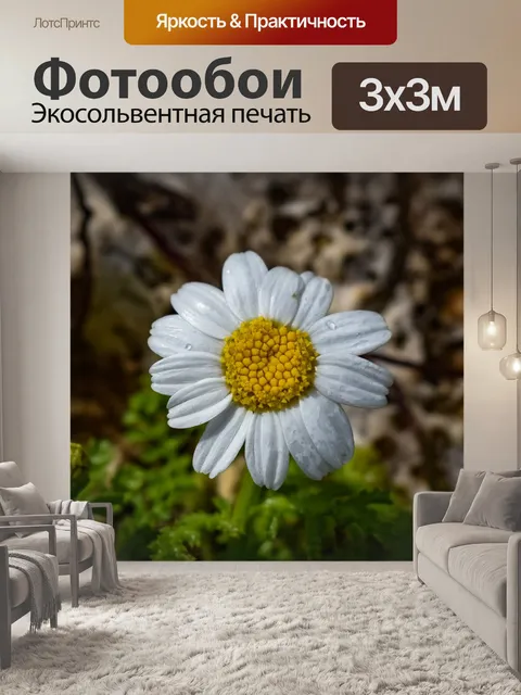 Фотообои Ромашка
