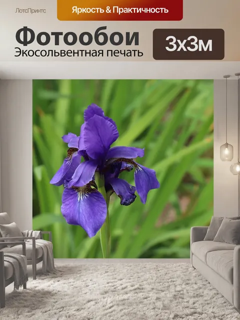 Фотообои Ирис