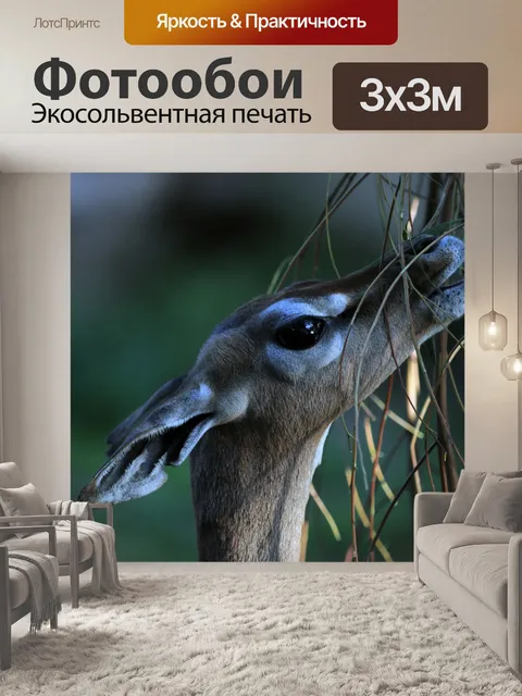 Фотообои Антилопа питание