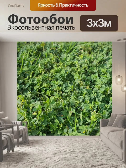 Фотообои Клеверные растения