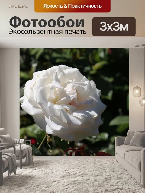 Фотообои Белая роза