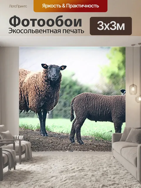 Фотообои Овца, ягненок, млекопитающее
